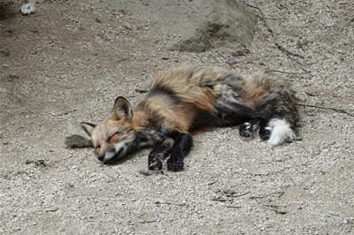 Fox Picture