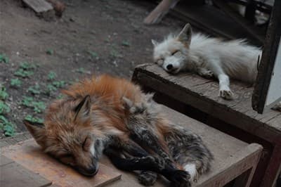 Fox Picture