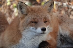Fox Picture