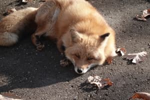 Fox Picture