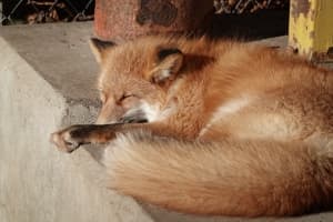 Fox Picture
