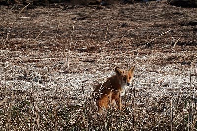 Fox Picture