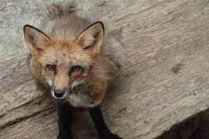 Fox Picture